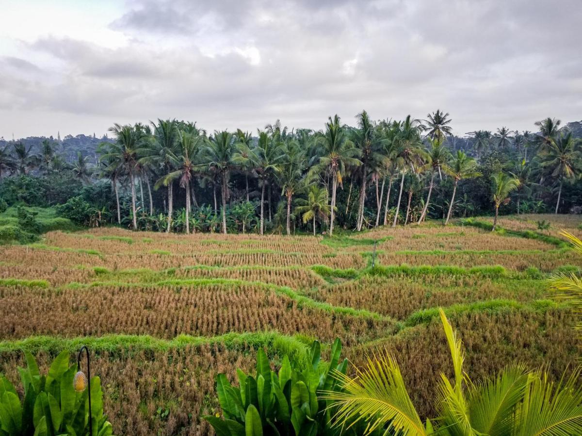Mancur Guesthouse Ubud Exterior foto